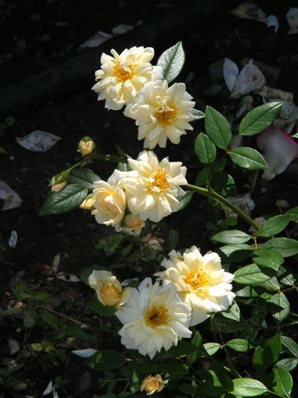 Softee photo sof2014_06260008_zps5c04eda7.jpg